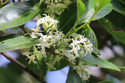 Acronychia oblongifolia (Hook.) Endl.