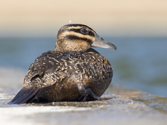 Nomonyx dominicus