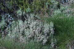 Ozothamnus cupressoides