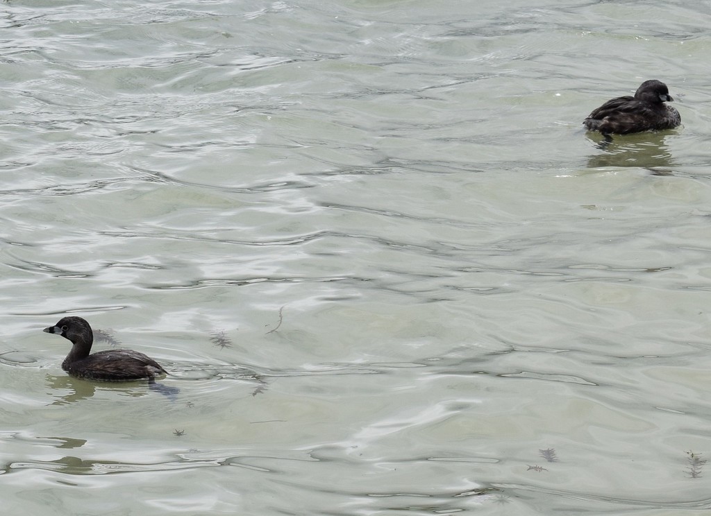 pied-billed-grebe-from-av-calle-53-y-av-esmeralda-s-n-bogot