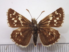 Pyrgus maculatus