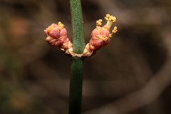 Ephedra antisyphilitica