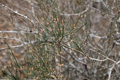 Ephedra antisyphilitica