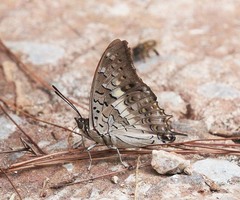 Charaxes solon sulphureus