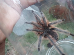 Dugesiella anitahoffmannae