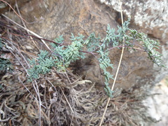 Argyrochosma limitanea