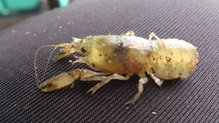 Cambarellus montezumae