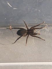 Varacosa