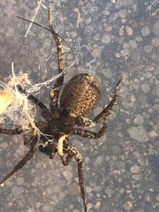 Varacosa