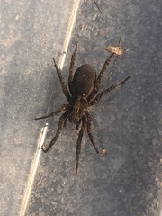 Varacosa