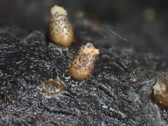 Lycogala conicum