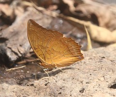 Charaxes marmax