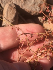 Eriogonum nidularium