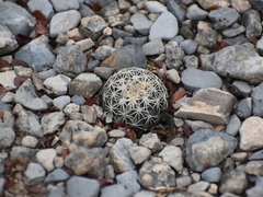 Coryphantha salinensis