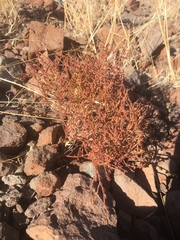 Eriogonum nidularium