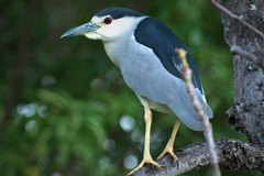 Nycticorax nycticorax