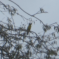 Pheucticus aureoventris