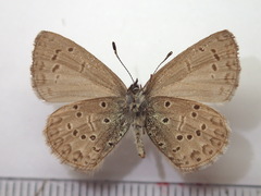 Celastrina sugitanii