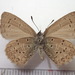 Celastrina sugitanii - Photo (c) Y. Kawabe, some rights reserved (CC BY-NC), uploaded by Y. Kawabe