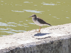 Actitis macularius