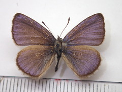 Celastrina sugitanii