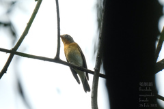Ficedula mugimaki