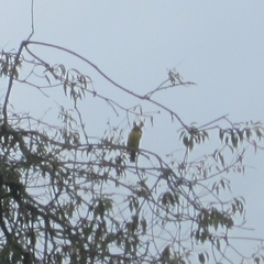 Pheucticus aureoventris