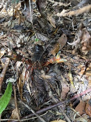Euastacus woiwuru