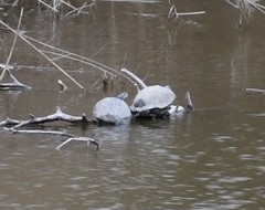 Trachemys scripta elegans