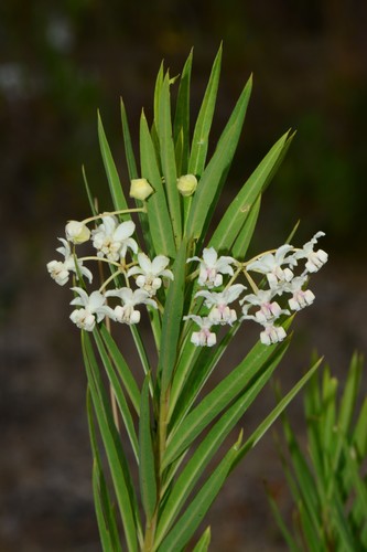 Narrow-leaf Cotton Bush