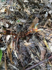 Euastacus woiwuru