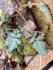 Geum vernum