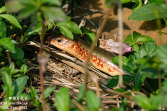 Plestiodon chinensis