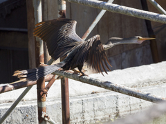 Anhinga anhinga