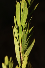Mortonia greggii