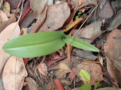 Platanthera elongata