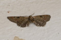 Tornos punctata