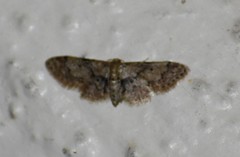Idaea pervertipennis
