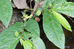 Elatostema stipitatum