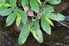 Elatostema stipitatum
