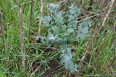 Brassica oleracea acephala
