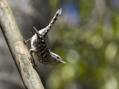 Campylorhynchus nuchalis