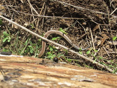 Plestiodon skiltonianus interparietalis