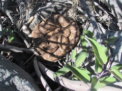 Crotalus ruber ruber