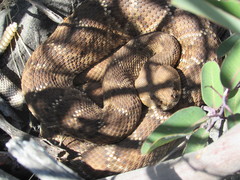Crotalus ruber ruber