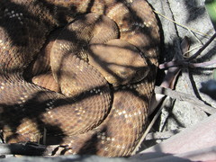 Crotalus ruber ruber
