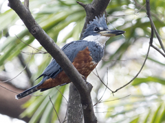Megaceryle torquata