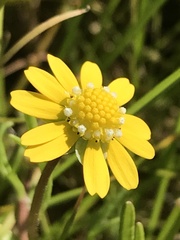 Blennosperma bakeri