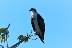 Pandion haliaetus