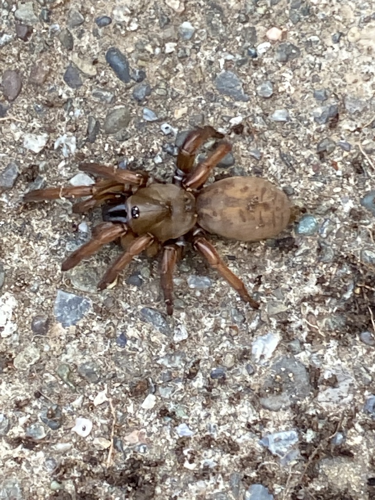 Stanford Hills Trapdoor Spider